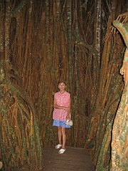 216 Cathedral Fig Tree